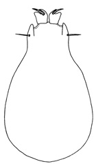 liboides